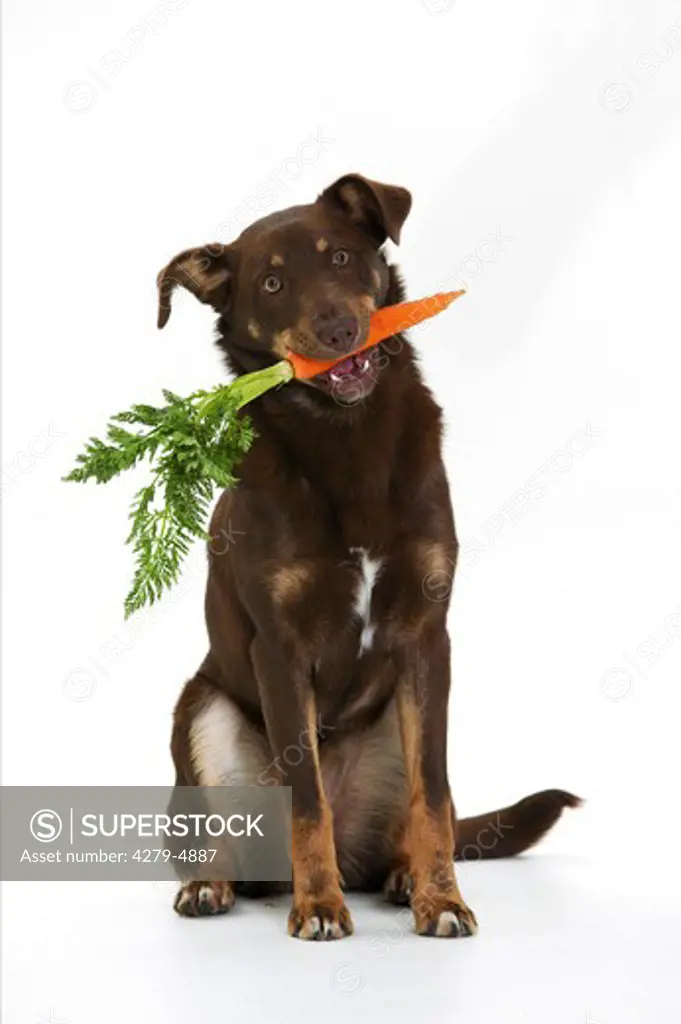 half breed dog with carrot in mouth