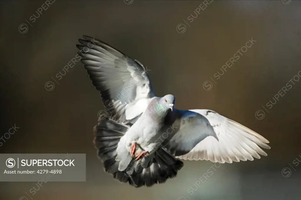 domestic pigeon, Columba livia f. domestica