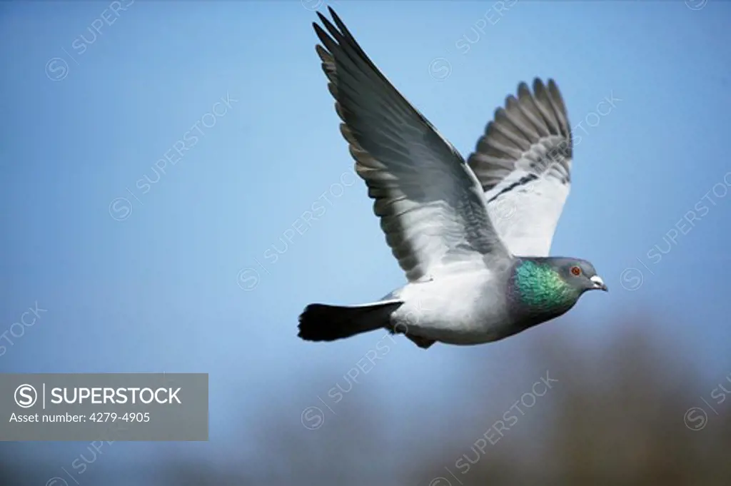 domestic pigeon, Columba livia f. domestica