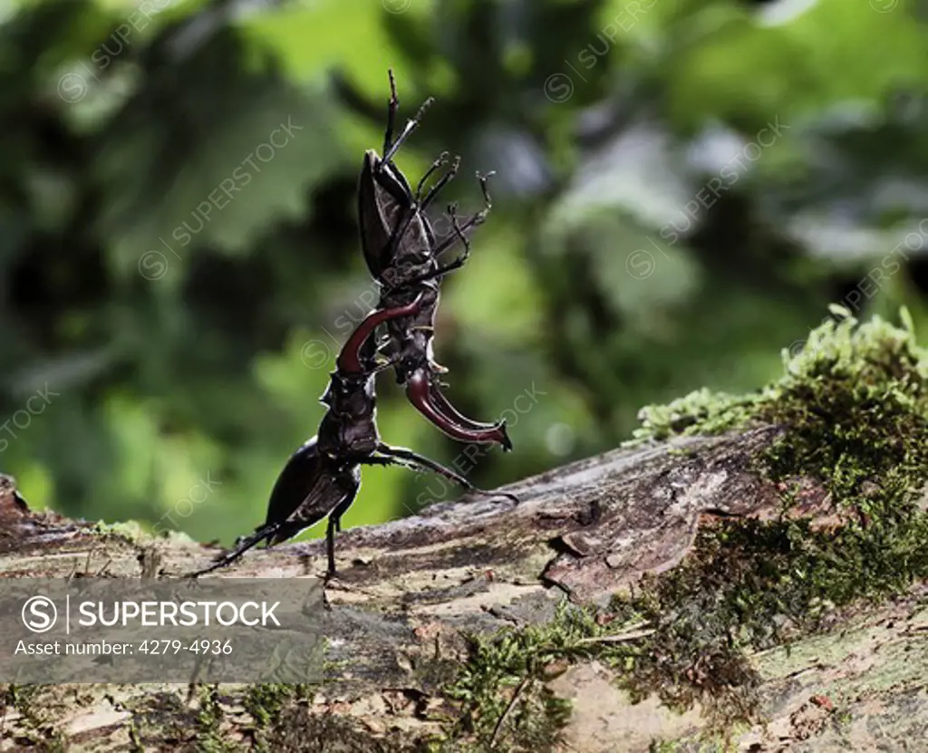 two European stag beetles fighting, Lucanus cervus