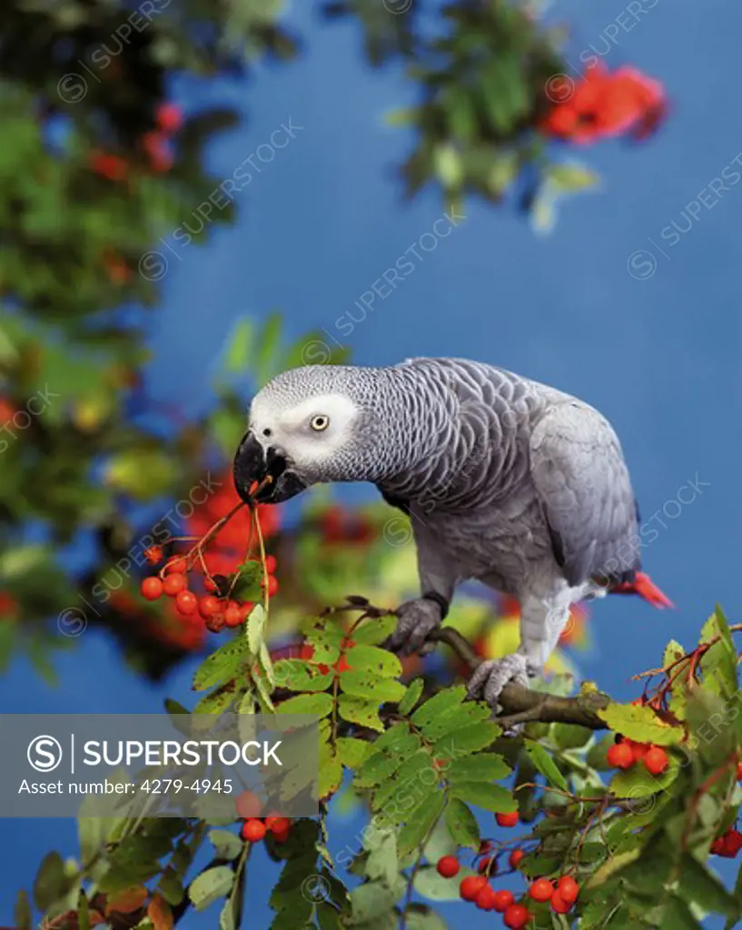Grey parrot on rowan, Psittacus erithacus
