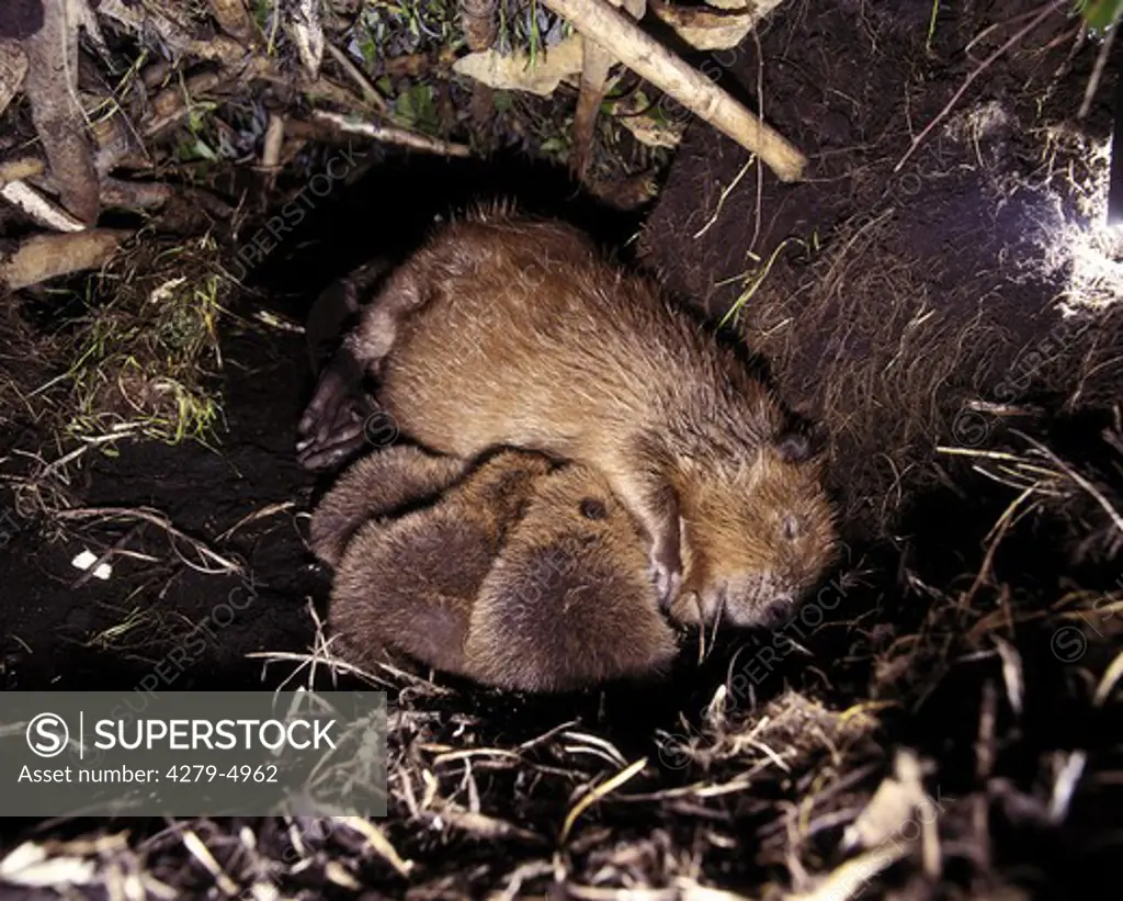 Eurasian beaver with cubs - suckling, Castor fiber