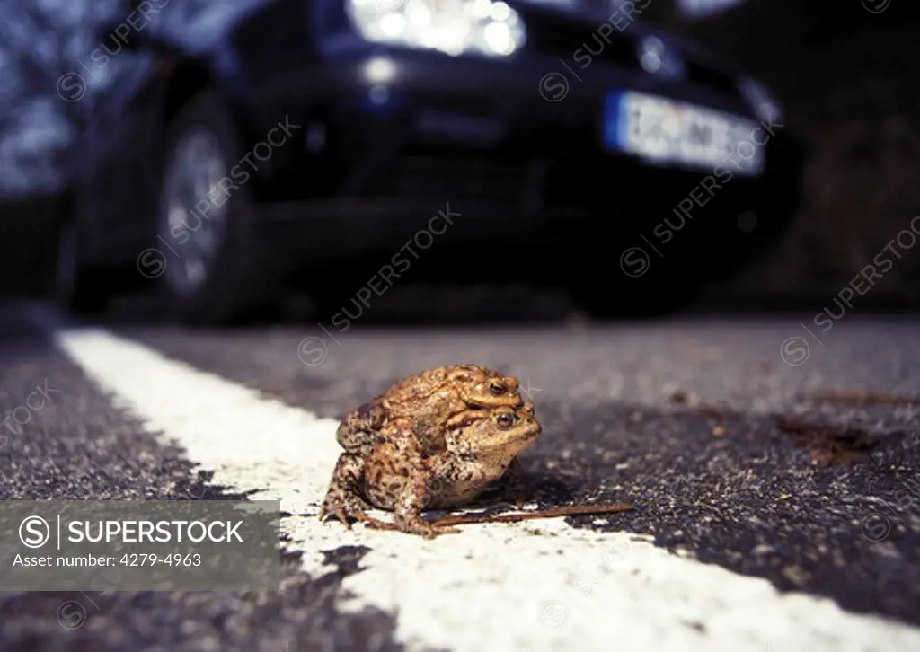 two European common toads on street, Bufo bufo