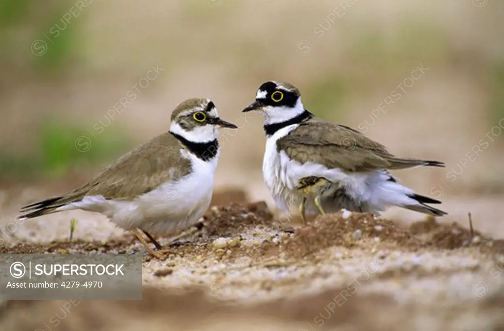 Little ringed Plover - female and male, Charadrius  dubius
