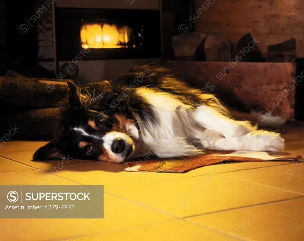 dog lying in front of the chimney
