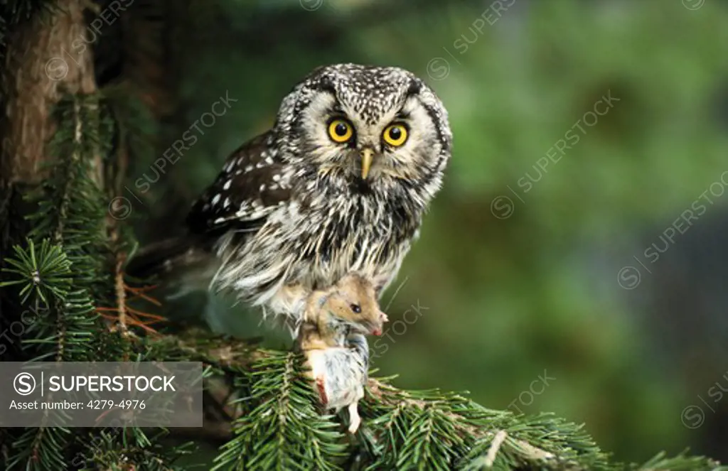 Tengmalm's Owl, Aegolius funereus