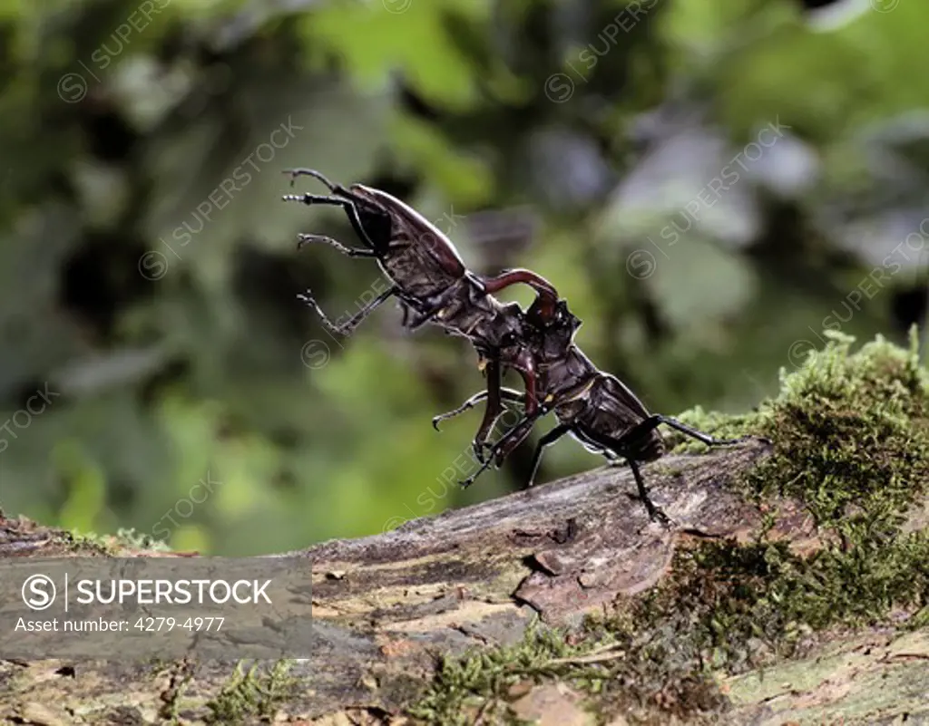 two European stag beetles - fighting ,Lucanus cervus