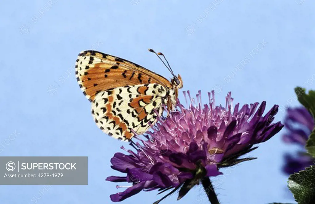 spotted fritillary, Melitaea didyma