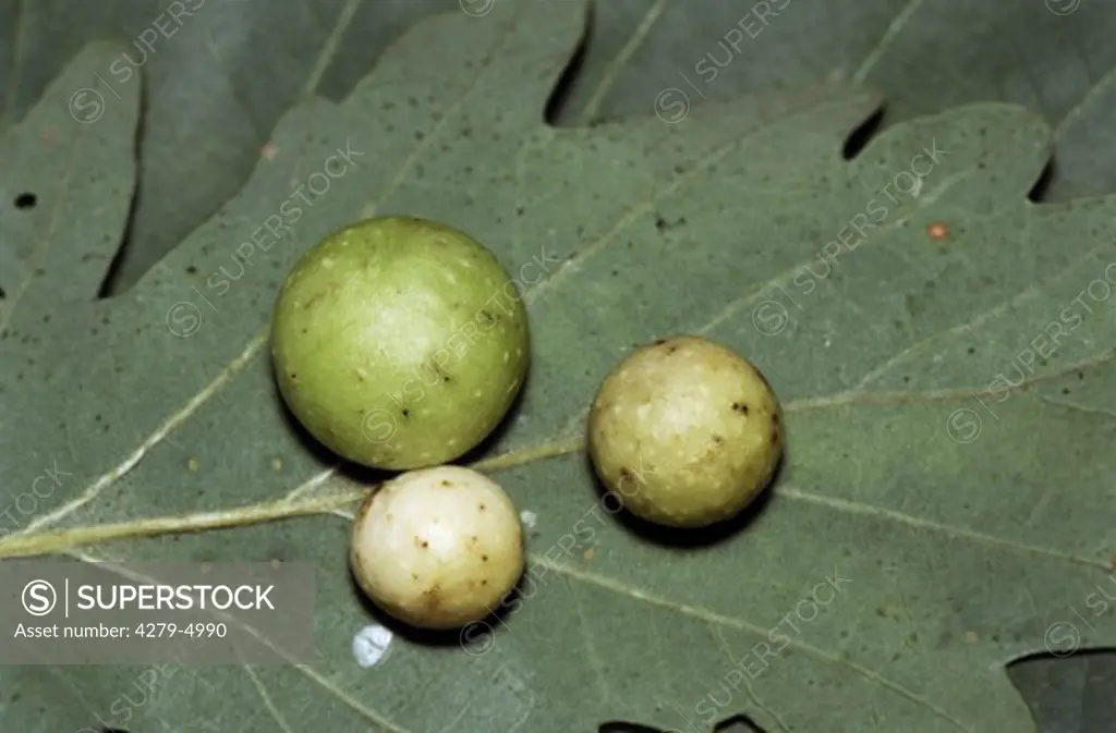 oak-apple of the common oak gallwasp