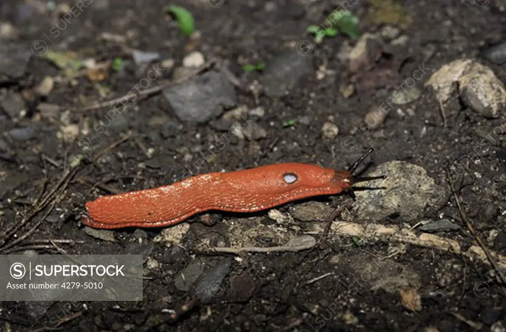 large red slug, greater red slug, Arion rufus
