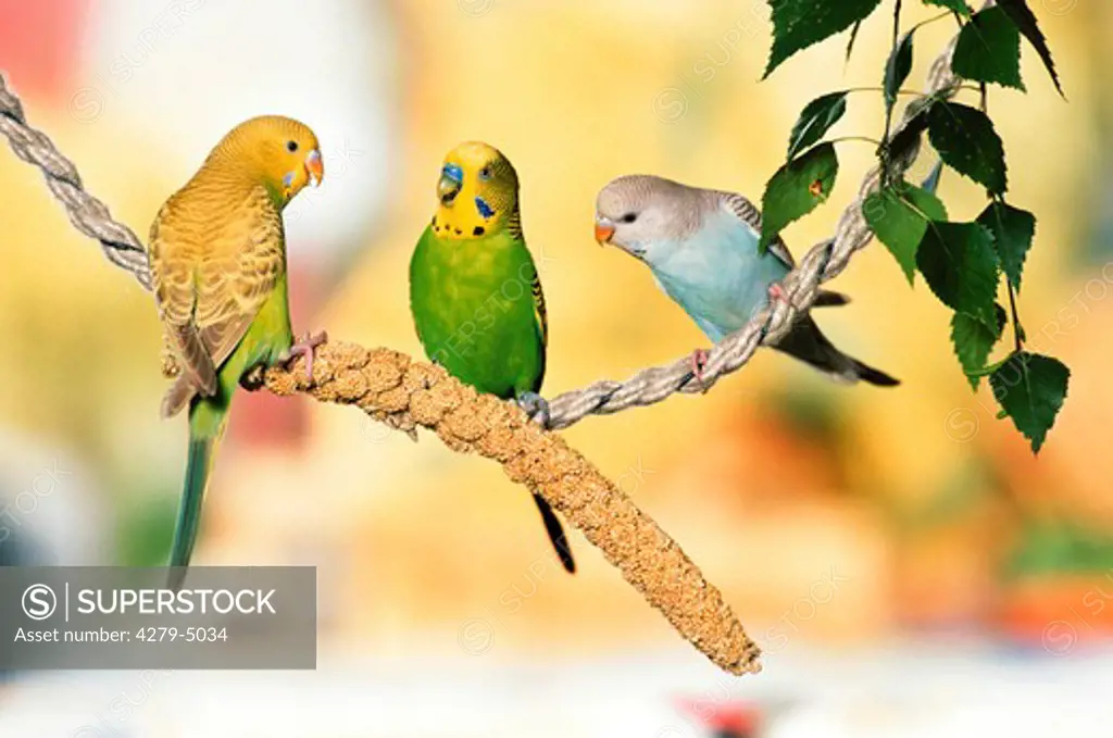 three budgerigars, parakeets on rope with millet spray, Melopsittacus undulatus