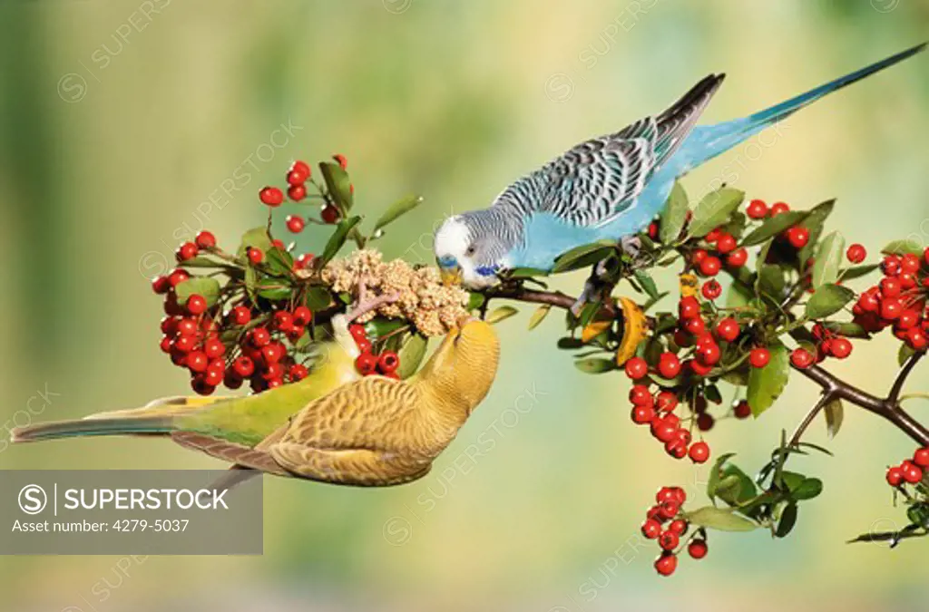 two budgerigars, parakeets on branch with millet spray, Melopsittacus undulatus
