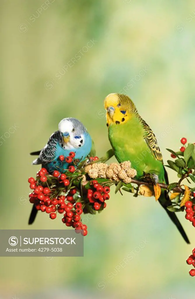 two budgerigars, parakeets on branch with millet spray, Melopsittacus undulatus