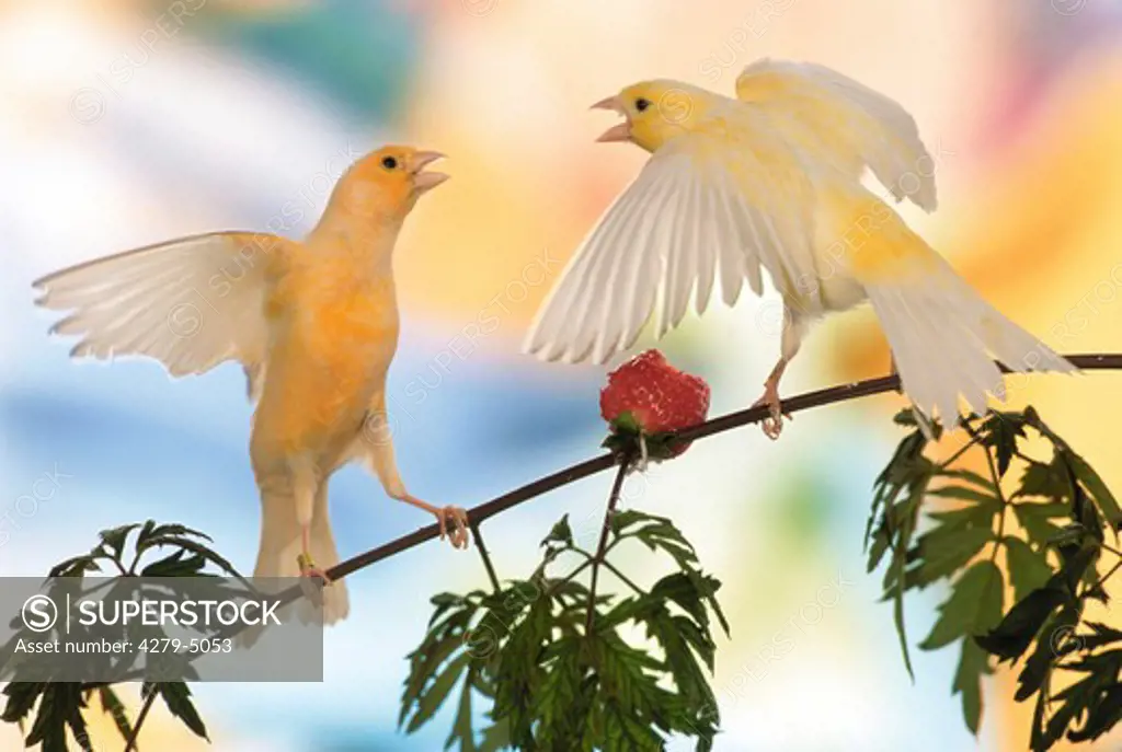 two canaries quarrelling because of a strawberry, Serinus canaria
