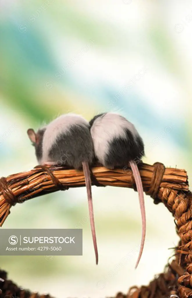two northern pygmy gerbils