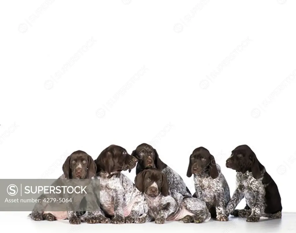 six puppies