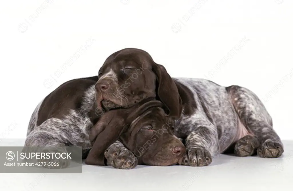 two sleeping puppies
