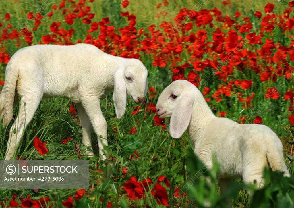 two lambs on meadow with poppies, Ovis Aries