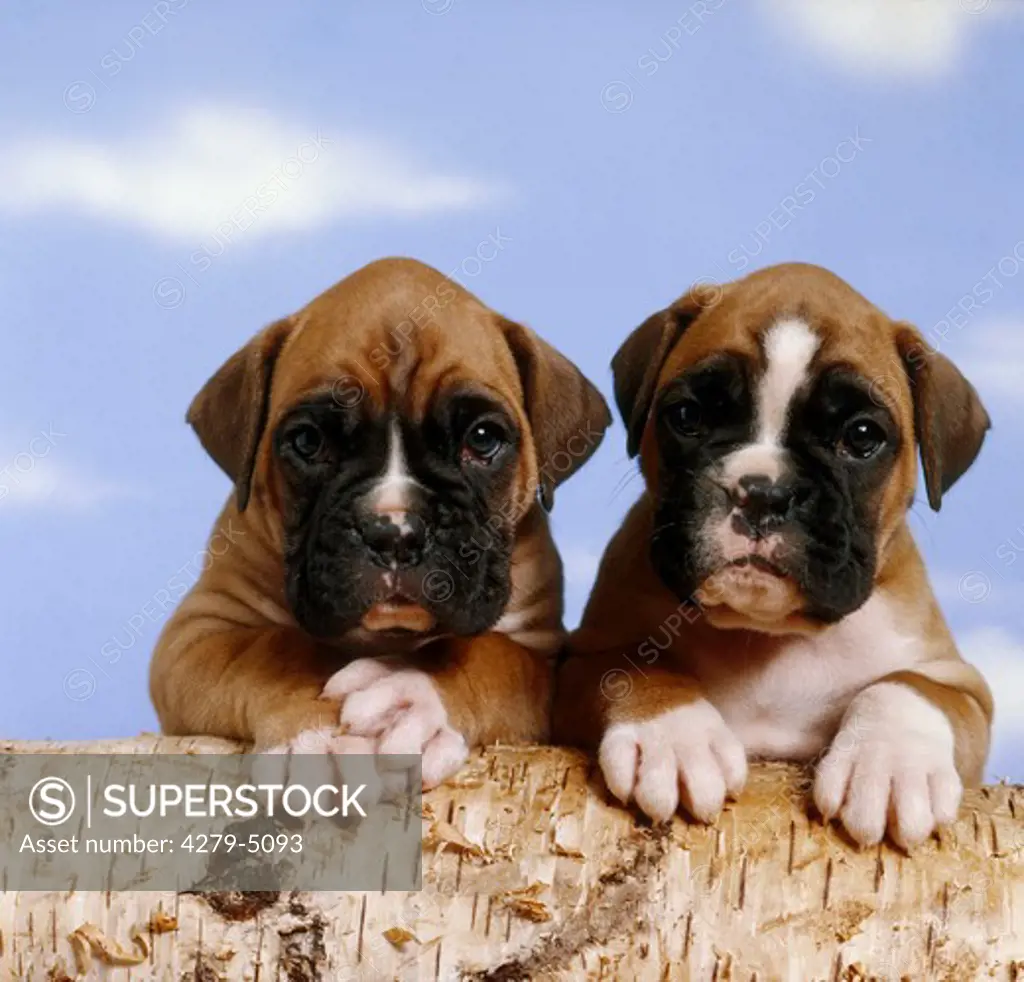 Boxer dog - two puppies - paws on tree trunk