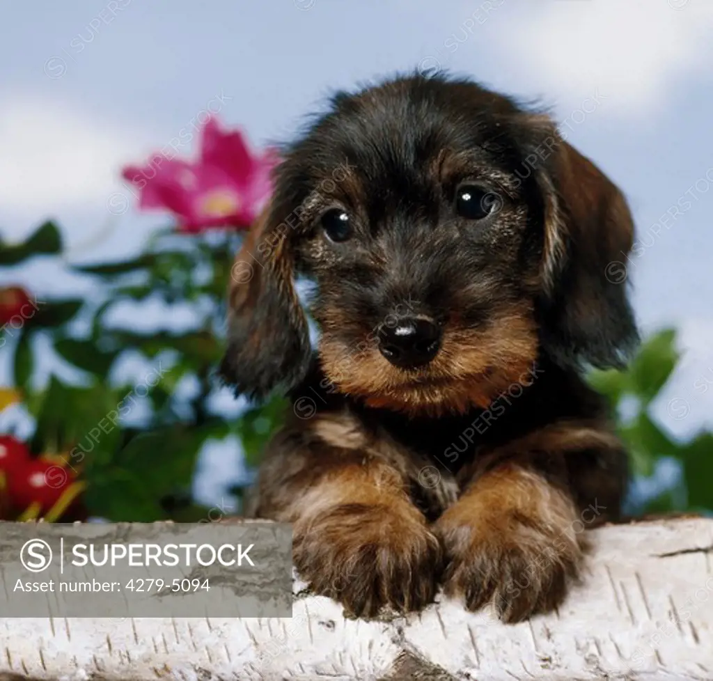 wire-haired dachshund dog - puppy - paws on tree trunk