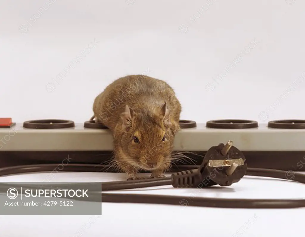 Danger : degu at cable and sockets - they nibbling at everything