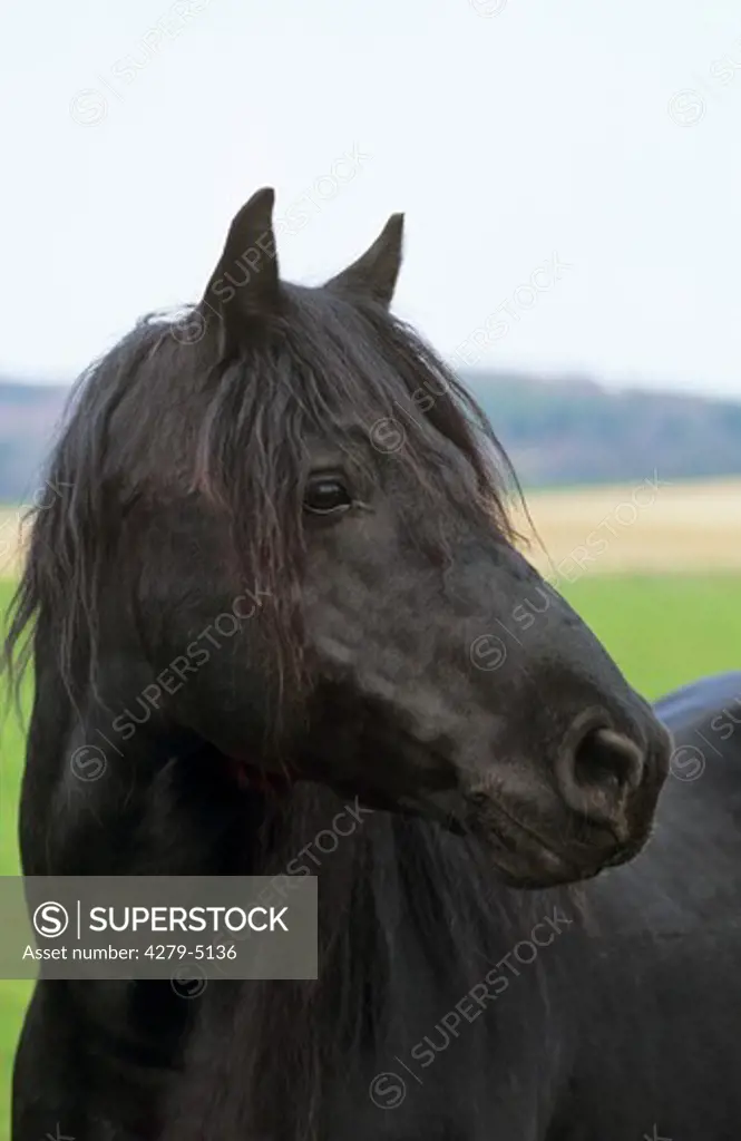 Merens Pony - Portrait