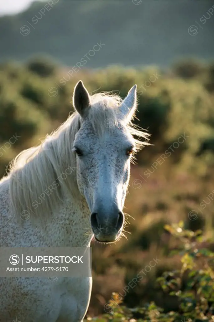 New Forest Pony horse - portrait