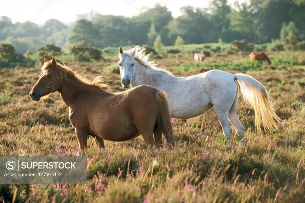 two ponies - standing in heath