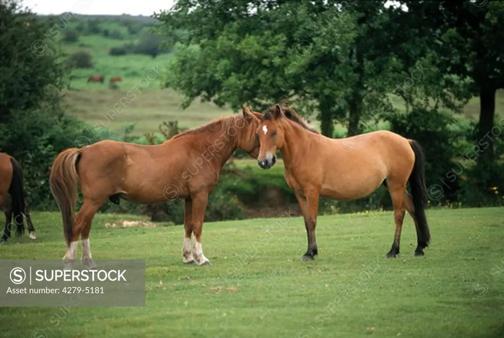 ponies - tenderly