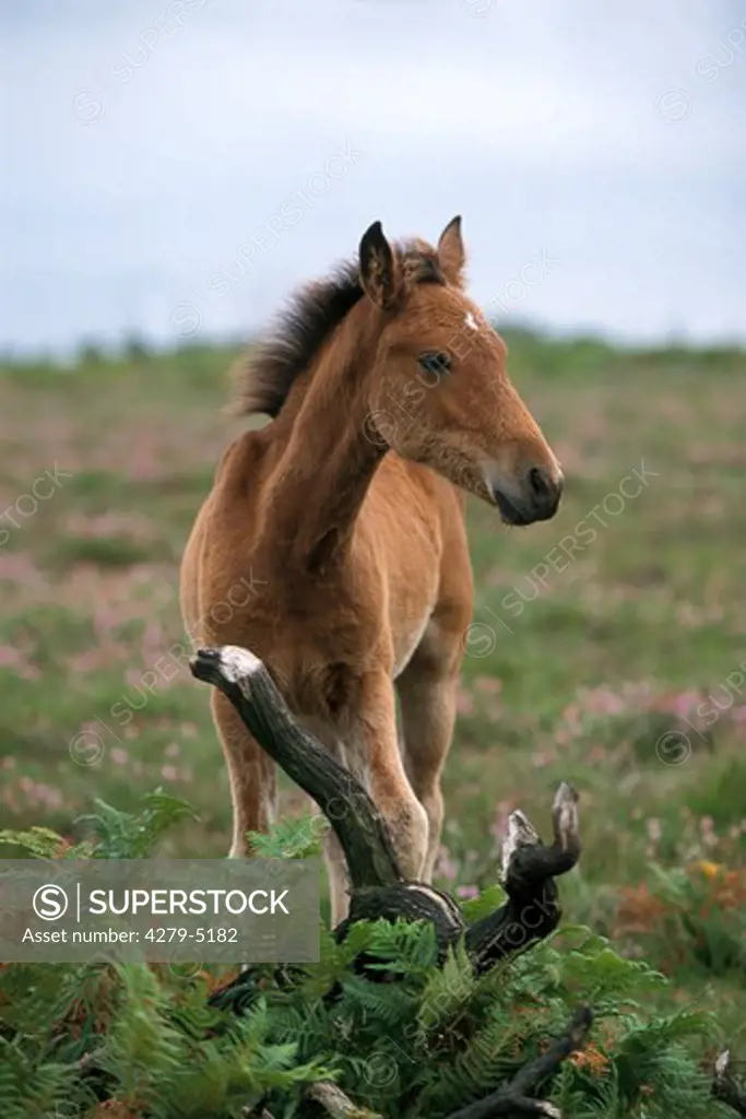 foal standing