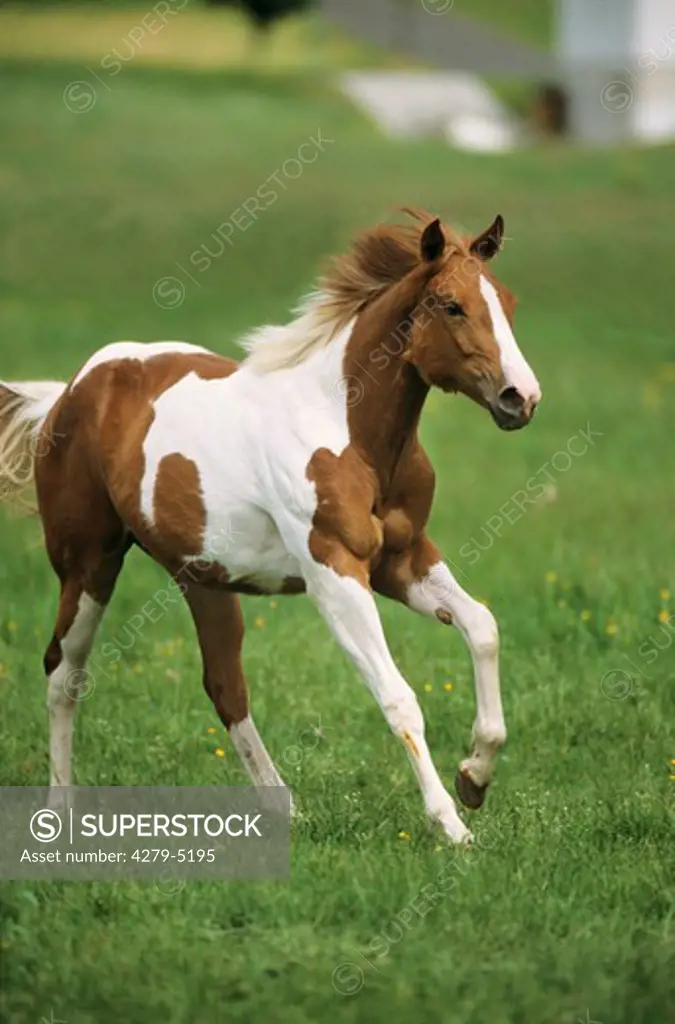 foal - galloping