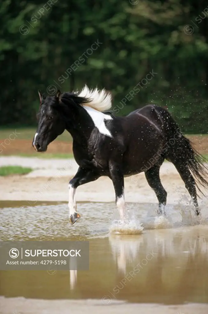 horse galloping through water