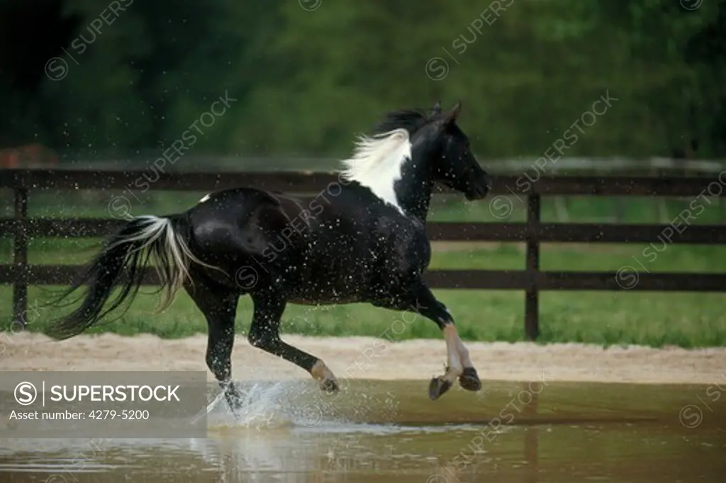horse - galloping through water