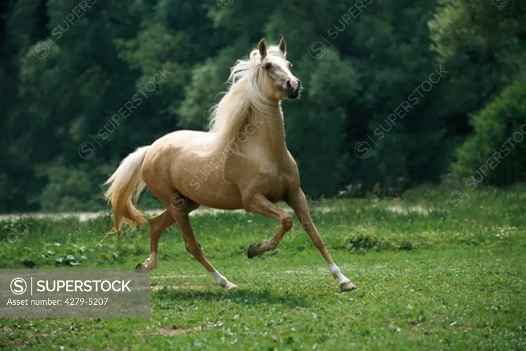horse - trotting