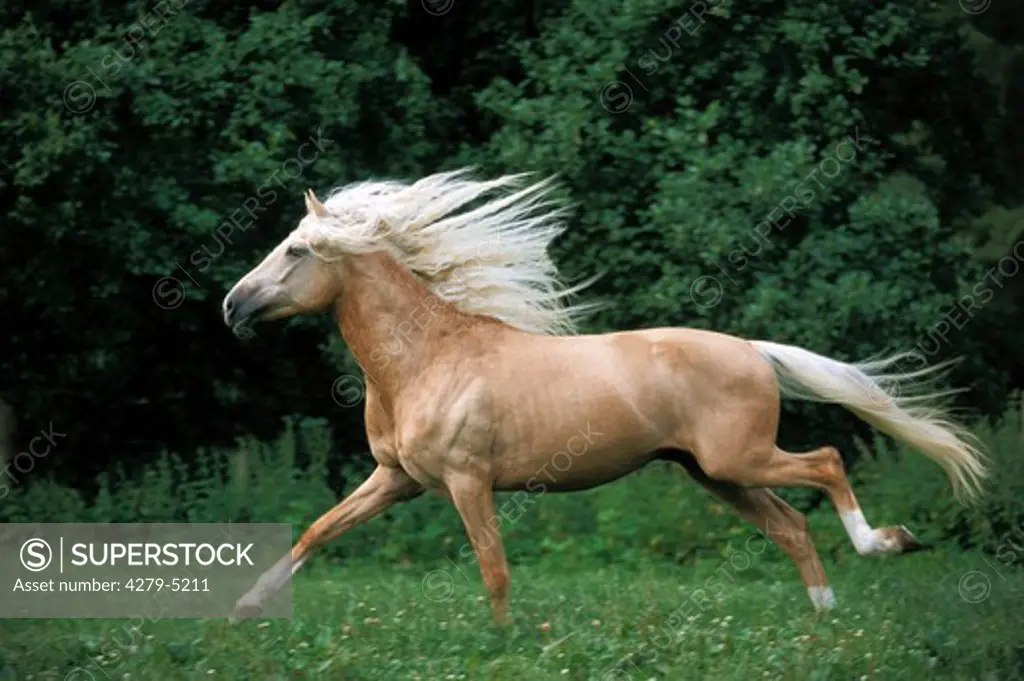 horse - galloping