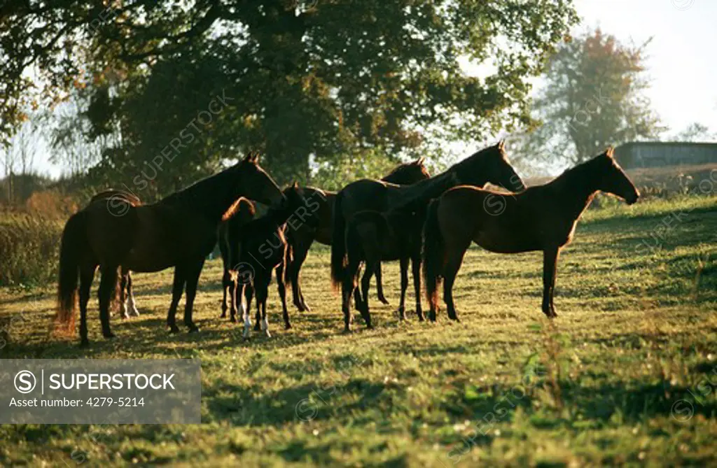 horses standing on meadow
