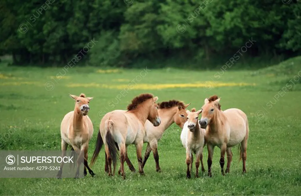 horses standing on meadow