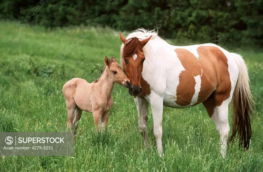 mare with foal standing on meadow