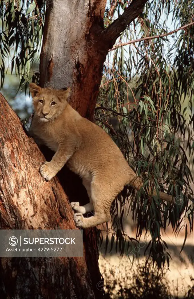 lion - cub on a tree, Panthera leo