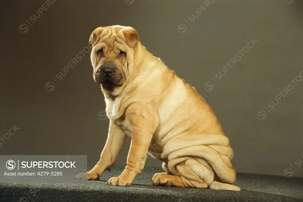shar pei sitting lateral - cut-out