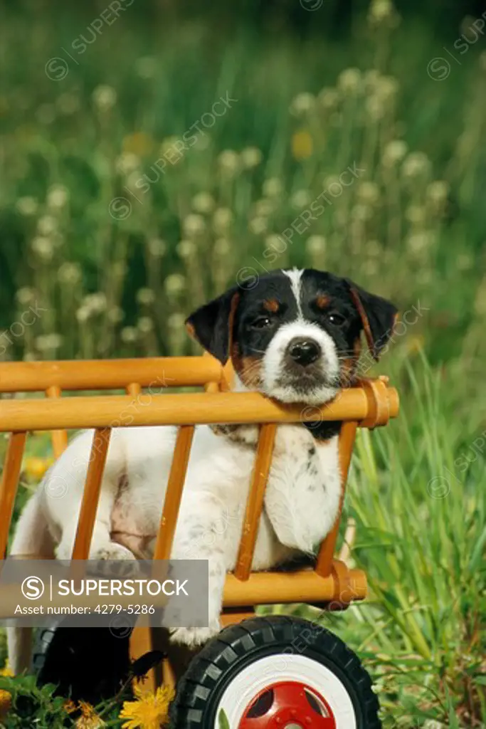 parson jack russel terrier puppy in handcart