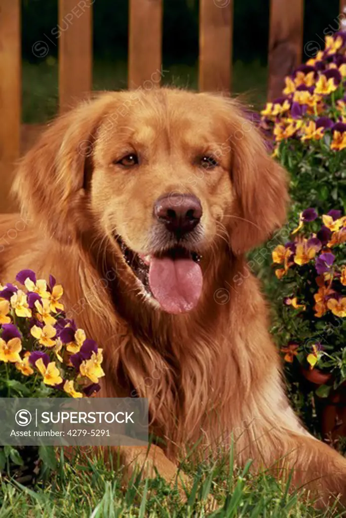 dog lying between flowers