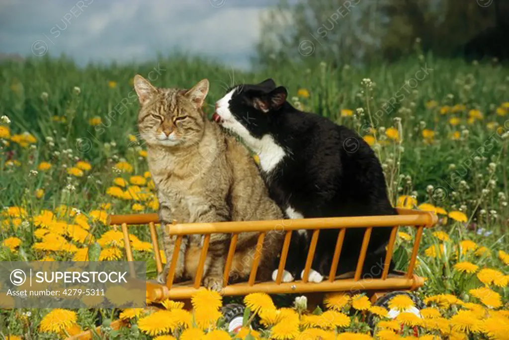 two domestic cats in handcart on meadow