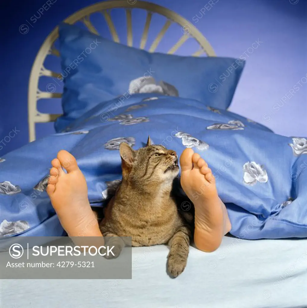domestic cat in bed - smelling at feet