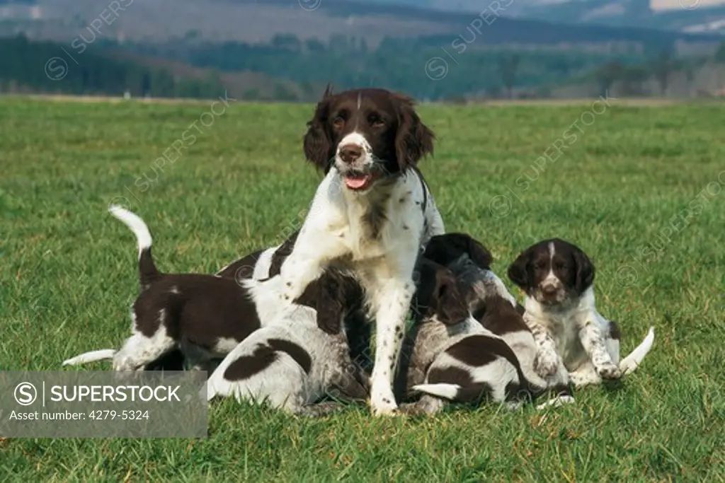dog with puppies on meadow