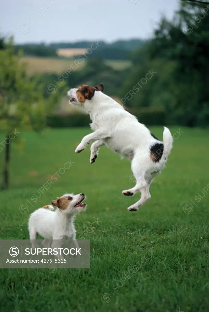 two dogs - playing