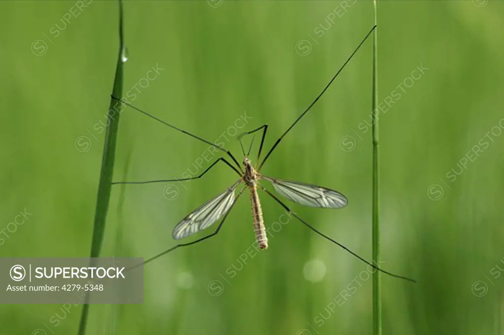 cabbage cranefly, brown daddy-long-legs, Tipula oleracea