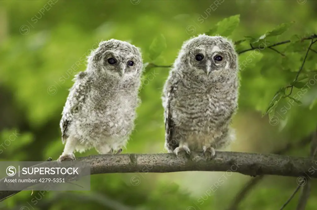 two tawny owls on branch, Strix aluco