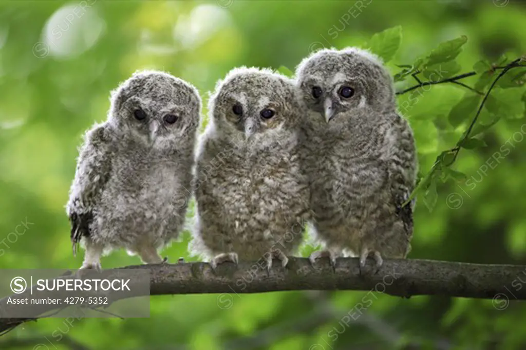 three tawny owls on branch, Strix aluco