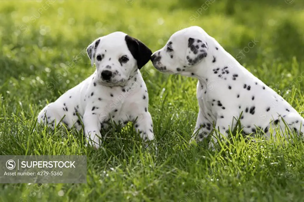 two dalmatian puppies on meadow